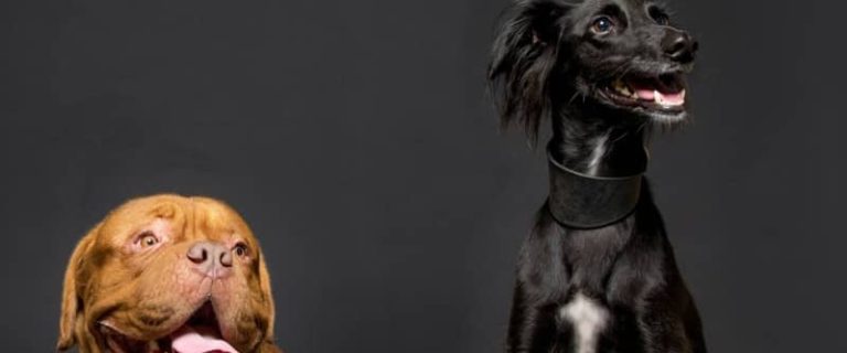 Wondering if there are any good dog names with two letters? Good news, there are! Check out 50 that we adore, with 25 each for boys and girls!