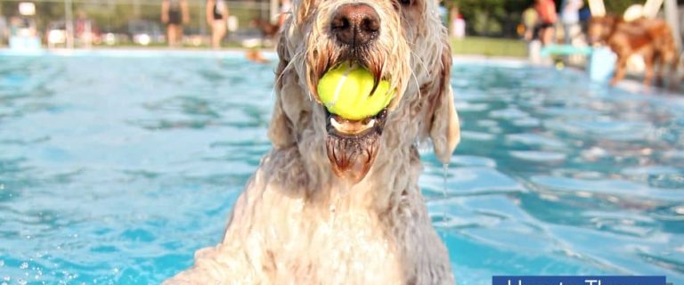 dog pool party ideas