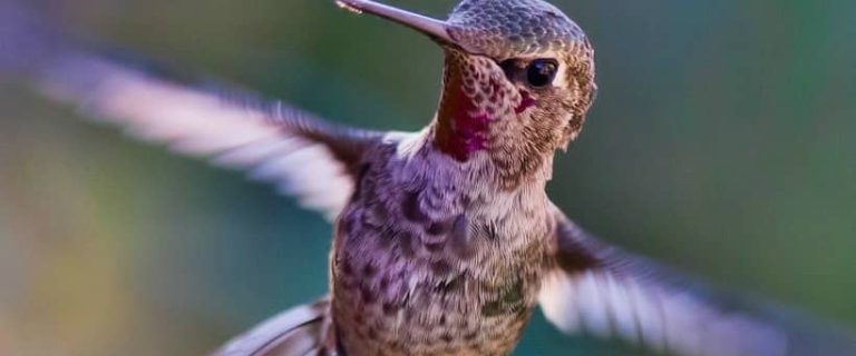 You may think a hummingbird is a pretty unlikely friend for your dog. Usually, you'd be right. Former feral Rex, though, calls a hummingbird his best friend! Check out this adorable story of unlikely pals!