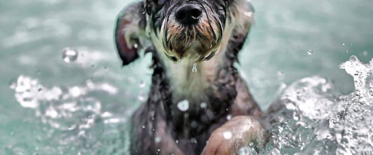 swimming pup playing with the best dog water toys