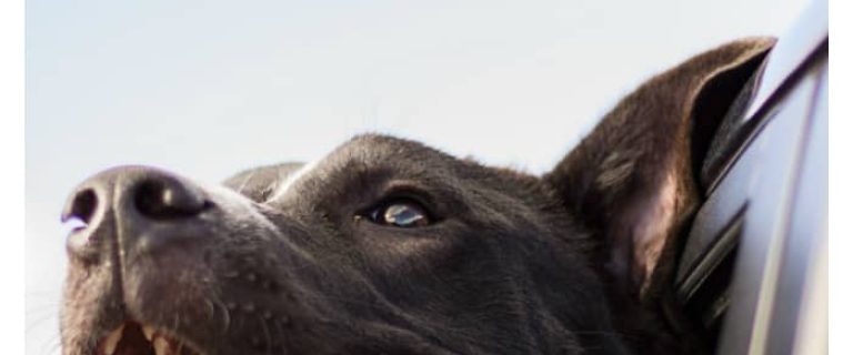 These adorable dogs sticking their heads out of the car window will definitely put a smile on your face! Check them out in today’s dog news story!