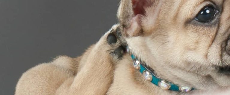 If your dog is shaking his head a lot, his ears may be bugging him. Check out these best products to ease your dog's itchy ears and give him swift relief.