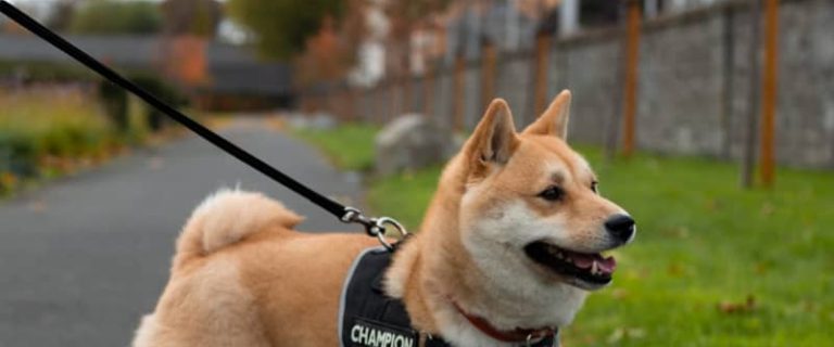 Are dogs on campus a help or a hindrance? Read on to discover both the pros and cons of allowing students to keep dogs at college.