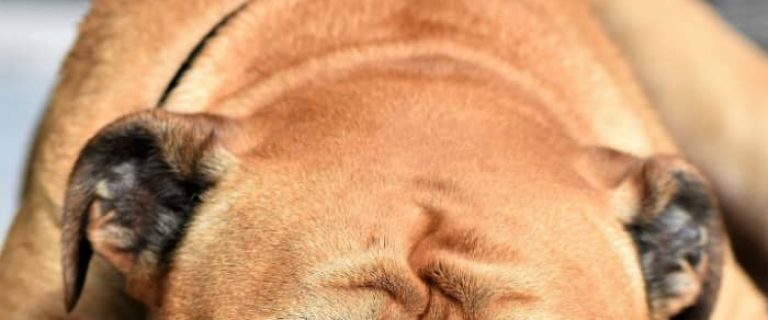 Why do dogs like to sleep with their heads hanging and dangling off the sofa and bed? Find out the secret behind this odd dog behavior!