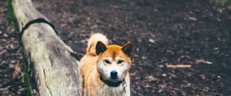 Looking for dogs that look like foxes? Amazingly, there are quite a few of them! Check out the top 11!