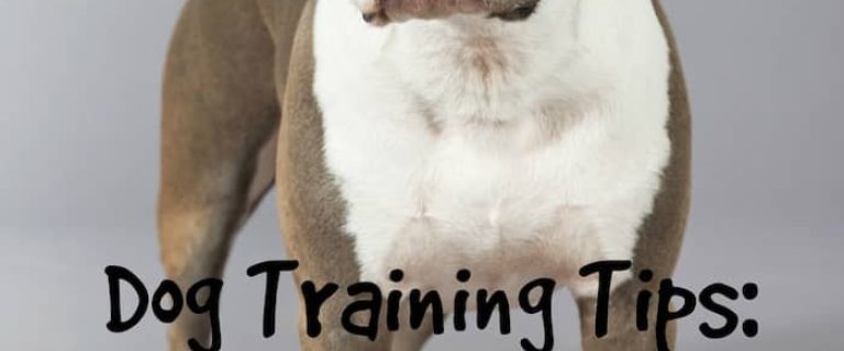 Dogs jumping on your friends or other inappropriate things? Check out these dog training tips to teach your pooch how to behave in front of company!