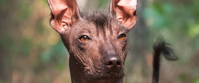 Are you looking for easy hypoallergenic dogs that don't shed much (or better yet, at all)? Check out these top 7 low-maintenance breeds!