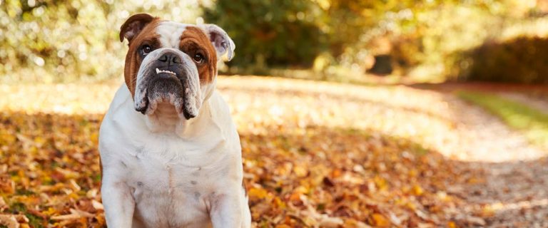 British Bulldog Sitting By Path In Autumn Landscape