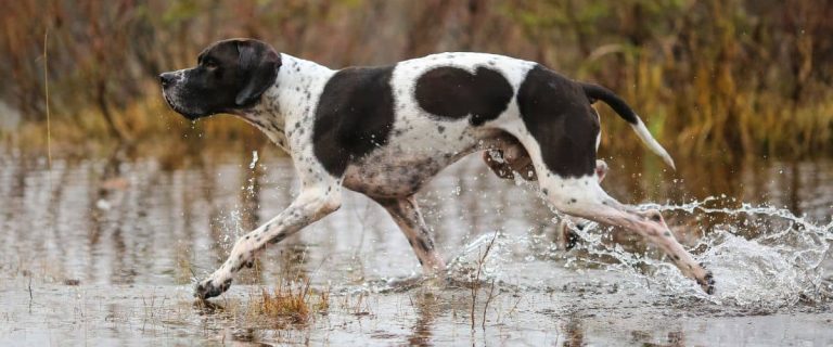 english-pointer-dog