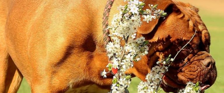 Seasonal allergies can be just as bad for dogs as for people. Here are some tips to help manage your dog's uncomfortable extreme seasonal allergies.