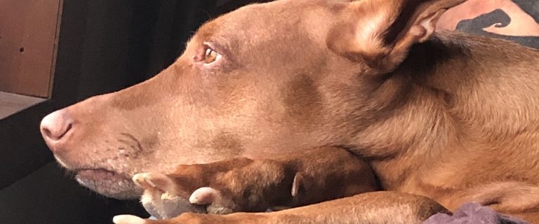 What I Learned About Feeding a Dog with No Appetite (from Illness & New Medication)