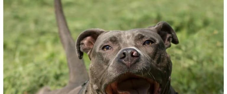 How big do female pit bulls get? Check out our guide to size, weight and the factors that play a role in APBT size.