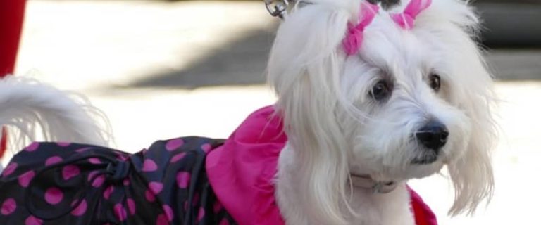 If you're looking for the best funny girl dog names, you’ll laugh out loud at our list of 80 hilarious ideas! Check it out!