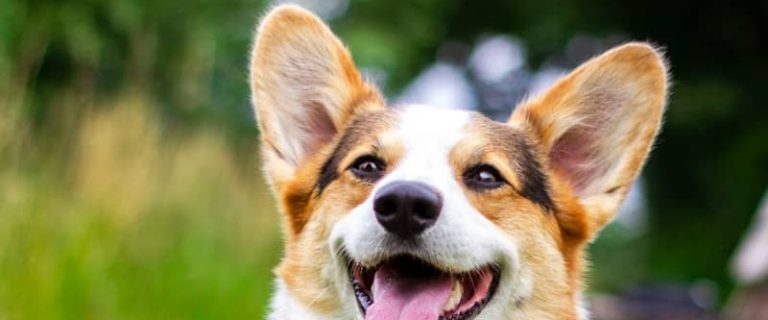 Looking for funny Italian dog names? We rounded up 100+ of the cleverest ideas for male & female dogs. We even threw in some strictly Sicilian dog names! Check it out!