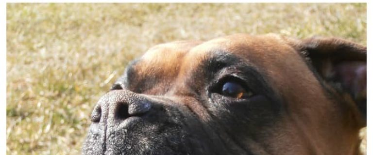 Love boxers? You'll love today's installment of our Funny Talking Dog Videos series! Check out five funny clips featuring chatty boxers!