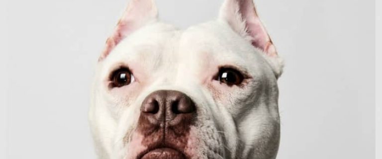 When it comes to funny talking dog videos, pitbull dogs are among my favorite to watch! Check out these five hilarious clips featuring the lovable pups!