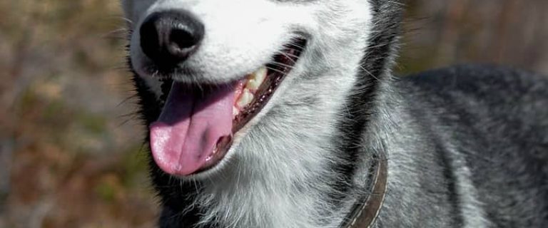 Help your pooch burn off some of that excess energy and learn new skills a the same time with these fun games to play with your active Siberian Husky!