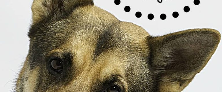 German Shepherds have a long history of being one of the best family dogs, but how did they earn that reputation? Find out what makes them so amazing!