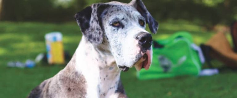The great Dane is a dog that's as big on heart as it is just plain big.  Check out everything you need to know about this gentle giant!