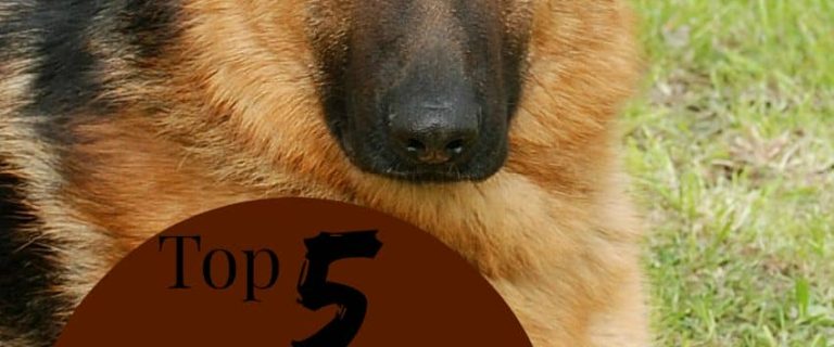 Looking for the top guard dogs for kids to keep your precious little one safe and give companionship? Check out our picks for the top 5!