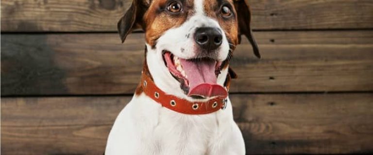 Thinking about using a head collar as a dog training tool? Before you go out and buy this halter-style collar, read everything you need to know about using it properly! It can be a fabulous tool for taming a goofy dog, but like all things, it has to be used right. Learn more about head collars for dogs!