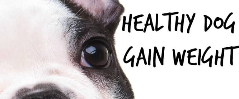 What do you do when your otherwise healthy pup is a little on the skinny side? Check out our tips to help your healthy dog gain weight with the right diet!