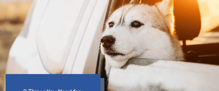 holiday travel with dog essentials f