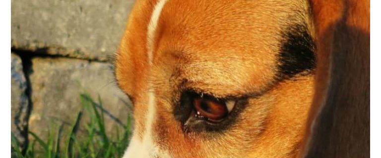 Before you try making your own homemade dog food, check out these must-know guidelines to find out what you need to know before trying it!
