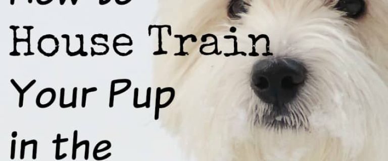 Learning how to house train your pup in the winter months might seem like an extra challenge, but it doesn’t have to be.