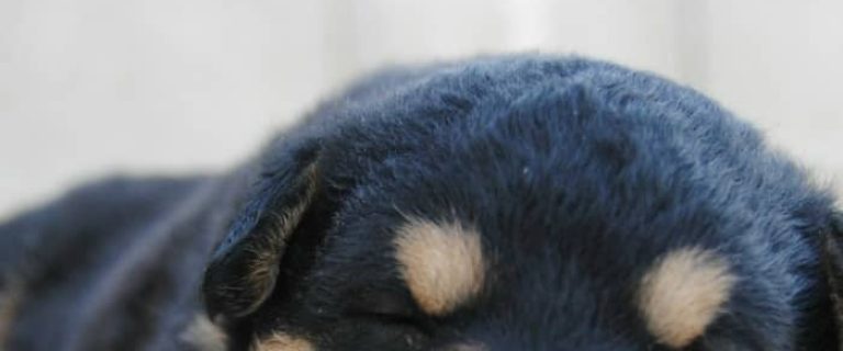 You want to play with your new bundle of fur, but your pup is zonked out for hours on end. Just how many hours a day does a puppy sleep??? Turns out, a lot! If you're worried that your new pup is sleeping too much (or not enough), read on to learn everything you ever wanted to know about puppy sleep habits!