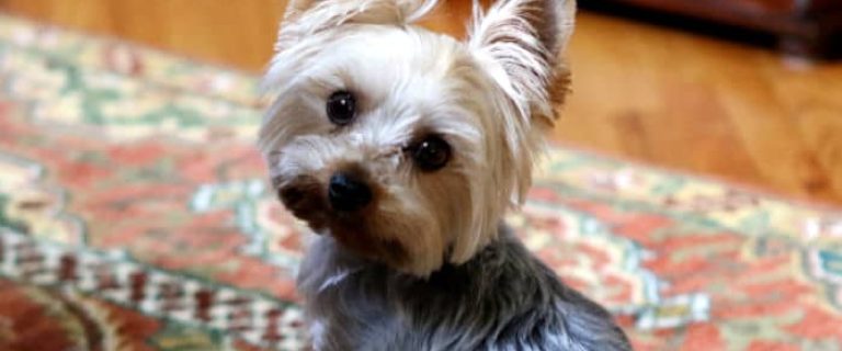 How often do dogs need to pee? In this case, size does matter! Find out the answer to "how long can small dogs hold their bladder" compared to larger dogs!