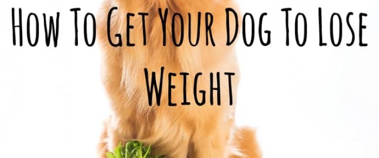 Check out some easy and sensible ways to help your dog lose weight without spending a fortune or making Fido miserable by resorting to the green bean diet.