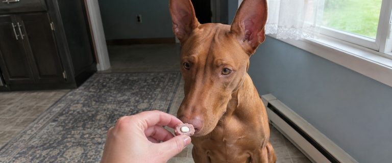 How to Give a Dog a Pill: 7 Methods for Even the Pickiest Dogs (I Tried Every One of Them)