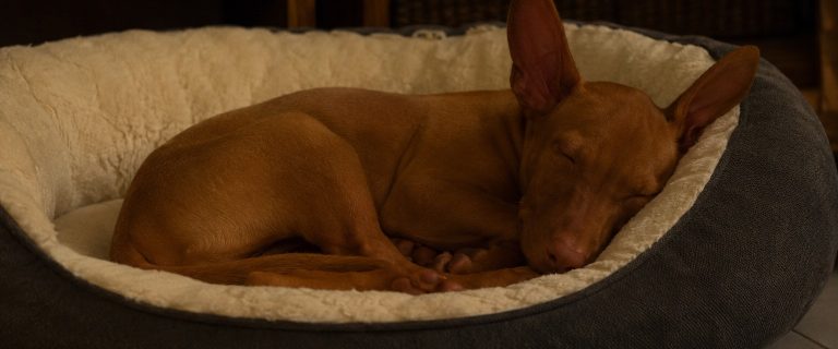 how to help a puppy sleep through the night