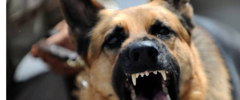 Looking for tips on how to socialize an aggressive dog? Read on for 7 steps that will help Fido move past his aggression issues.