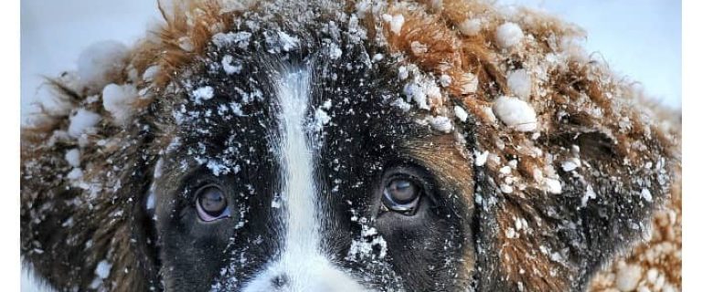 Wondering how to tell if your dog is cold? Check out these dog health tips & keep Fido from freezing this winter!