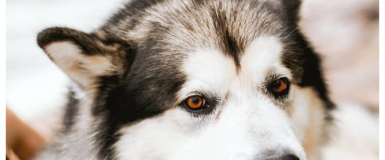 If you're looking for some really fantastic Siberian Husky dog names, get ready to be inspired! Check out 90 that we love, inspired by their origins, wolf-like appearance and more!