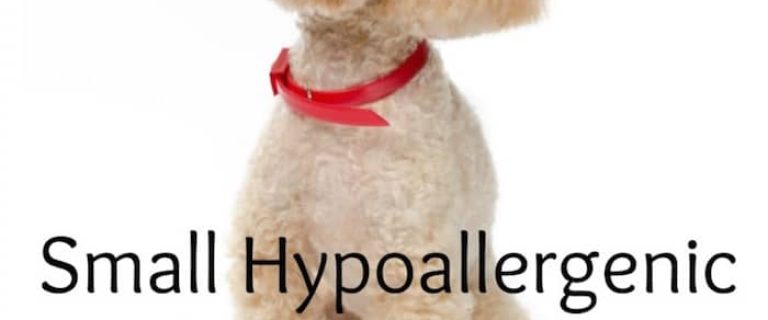 easiest hypoallergenic dogs to housetrain