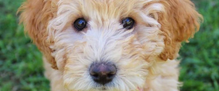 Wondering about the best mixed breed hypoallergenic dogs? Take a look at a few of our favorite combinations of dogs that are great for allergy-sufferers!