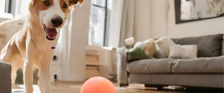 How to Exercise a Dog in an Apartment: Fun and Effective Indoor Dog Exercise Ideas