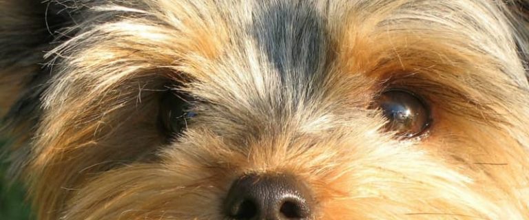 Looking for the best inside dogs for kids? These 5 canines don't mind hanging out indoors for most of the day, and they absolutely love the little ones!
