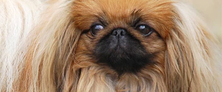 They are definitely one of the most majestic small breeds, but are Pekingese hypoallergenic dogs? Read on to discover the answer!