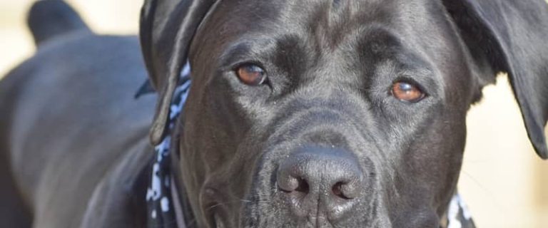 Looking for magnifico Italian dog names for cane corso puppies? Check out the top 100 for both male & female pups!