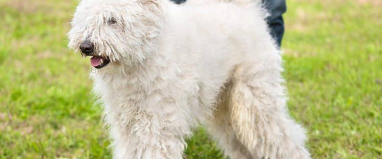 komondor dog breed