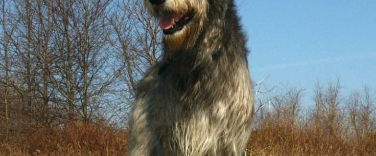 In the world of large dog breeds, there's big, then there's BIG! Check out these gentle giants that you'll fall in love with!