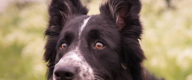 Do you want to know which the most obedient dogs and least obedient dogs are? Today, you'll find out! Read on for the top 5 breeds in each category!