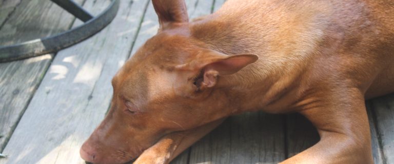 What My Dog's Heart Disease Taught Me (That I Wish I'd Known Sooner)
