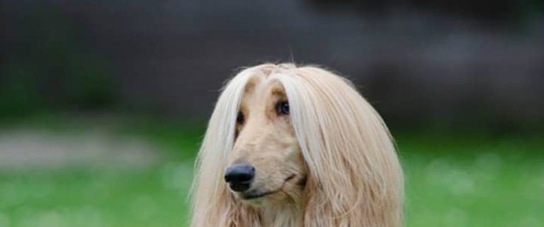 Looking for a lovely dog with luxurious locks to bring home as your next family companion? Check out these long haired dog breeds!