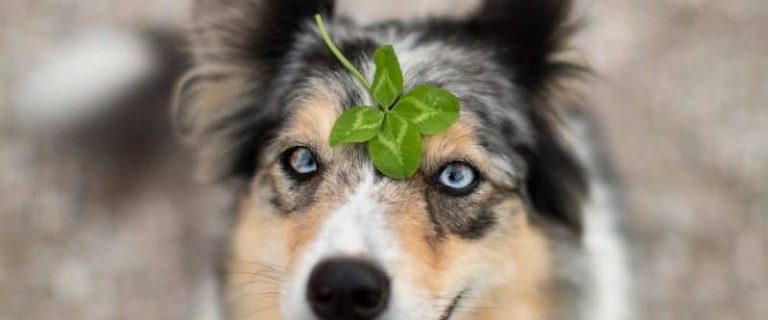 These 100 amazing lucky names for dogs are perfect for expressing how fortunate we are to have our canine pals! Check them out!!