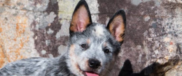 If you're searching for some of the best male and female Blue Heeler names, we've got you covered! Check out 100 that we just adore!